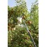 Плодосъемник Gardena (насадка комбисистемы) 03110-20.000.00
