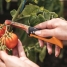Нож садовый складной Fiskars X-series&trade; K80