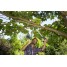 Сучкорез Gardena EasyCut 680B