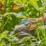Садовый секатор Gardena EasyCut, с обводным лезвием, диаметр режущей кромки 20 мм