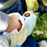 Мотокоса Stihl FS 38